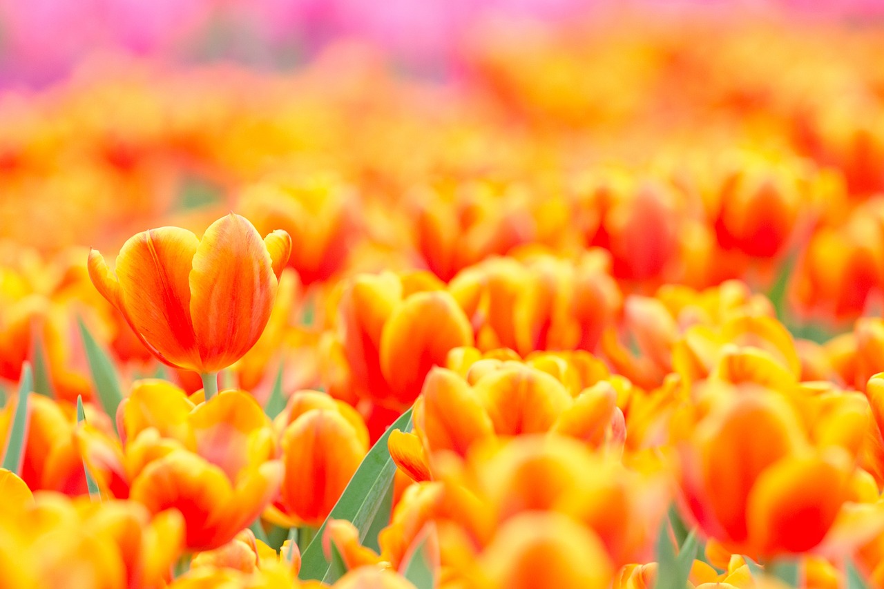 新澳天天开奖免费资料大全最新,动态解读分析_明亮版JOI4.77.87