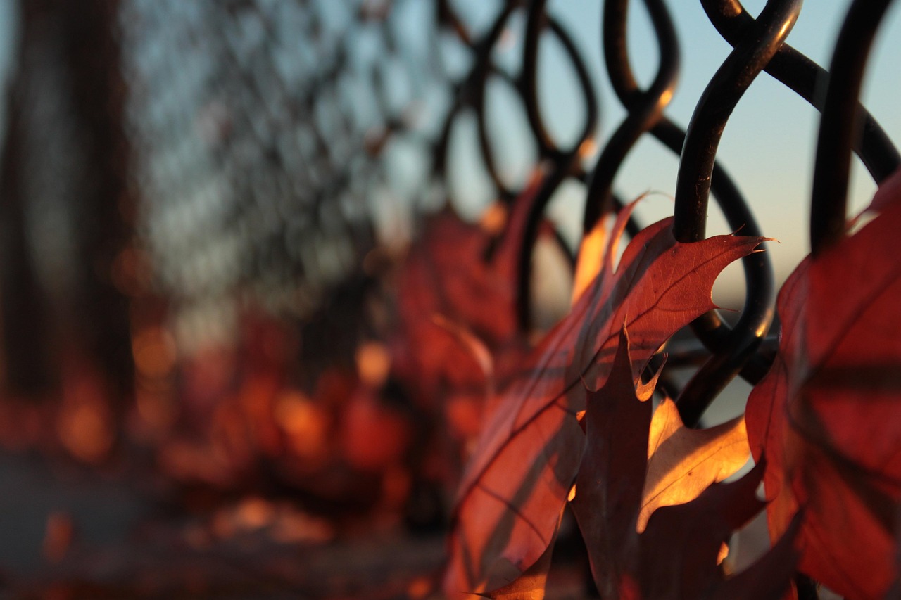 印度四月温情,温暖人心的瞬间