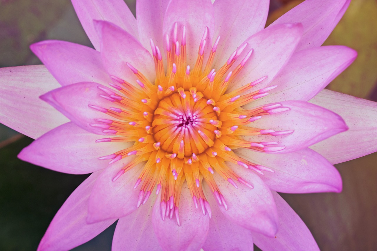 四月演员与荷花,绽放的舞台,美丽画卷探寻