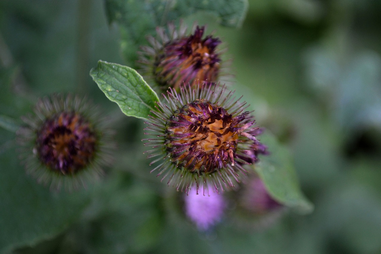 福州鼓楼区五月最新征收公告,五月征收动态概览