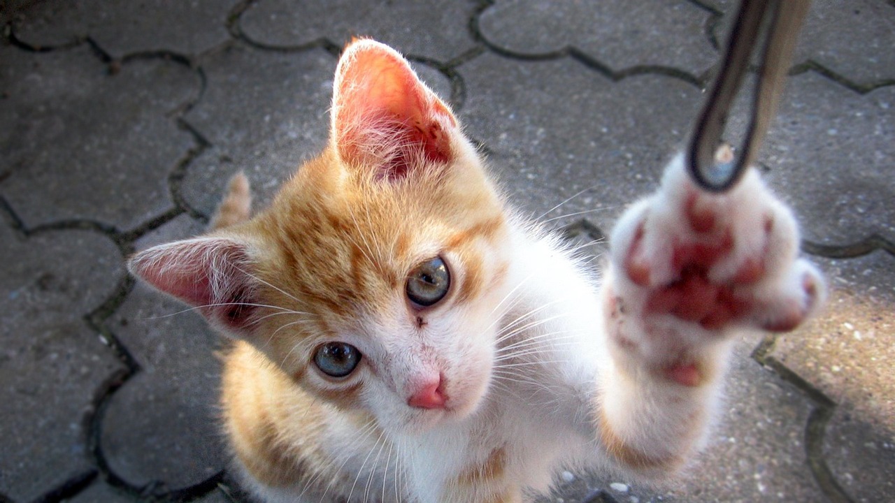 五月纪晓岚第五部最新动态,五月新篇章开启