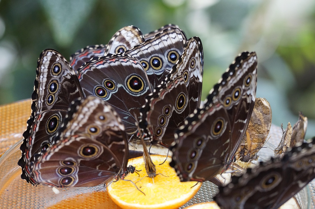 五月柿谷光新动态,探索未知,展望美好未来