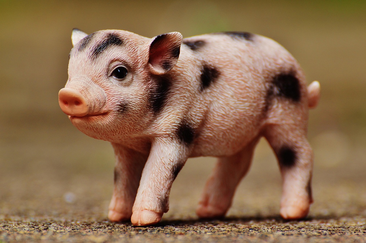 五月仔猪价格行情分析与预测,今日行情及未来走势探讨