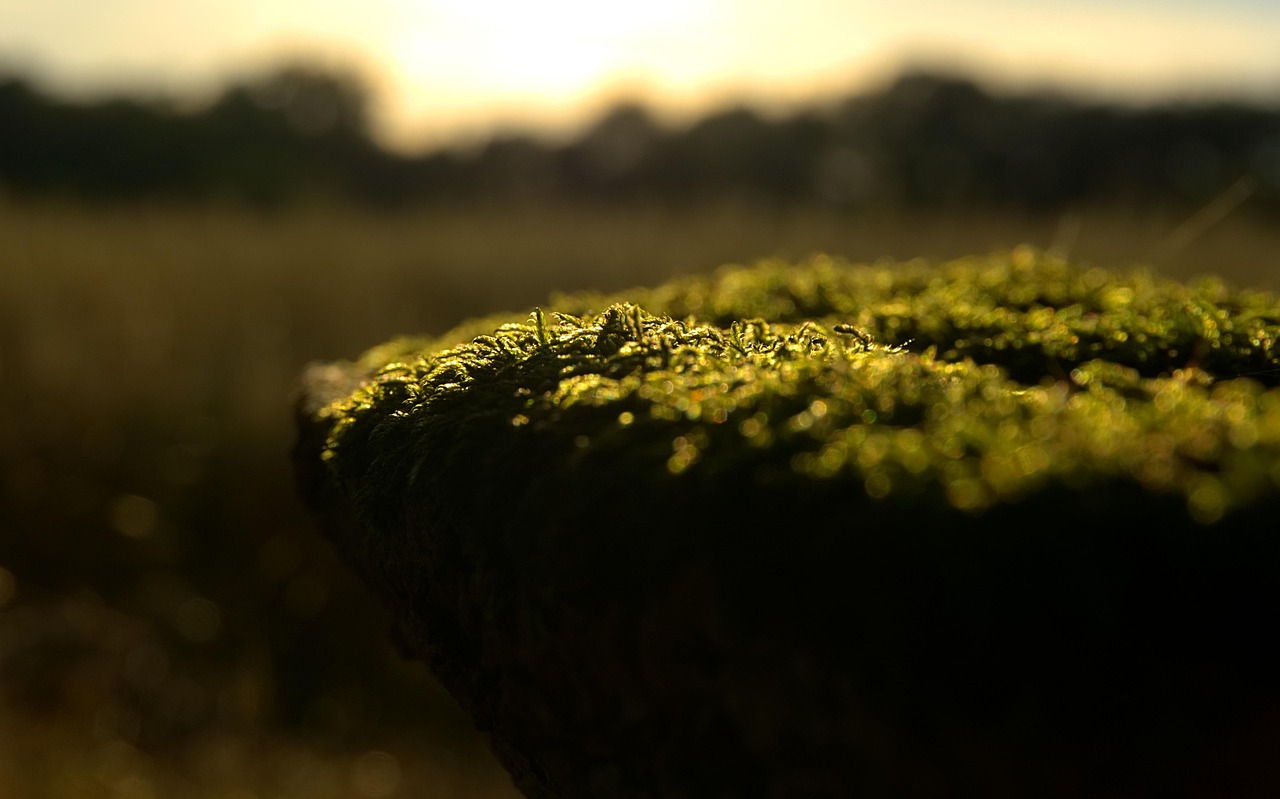 五月ZooZootube的最新动态更新