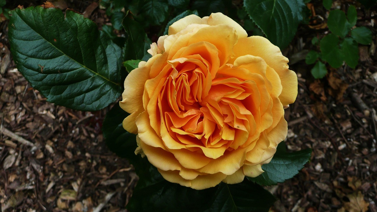 五月草社区繁荣动态,最新动态与活力展现