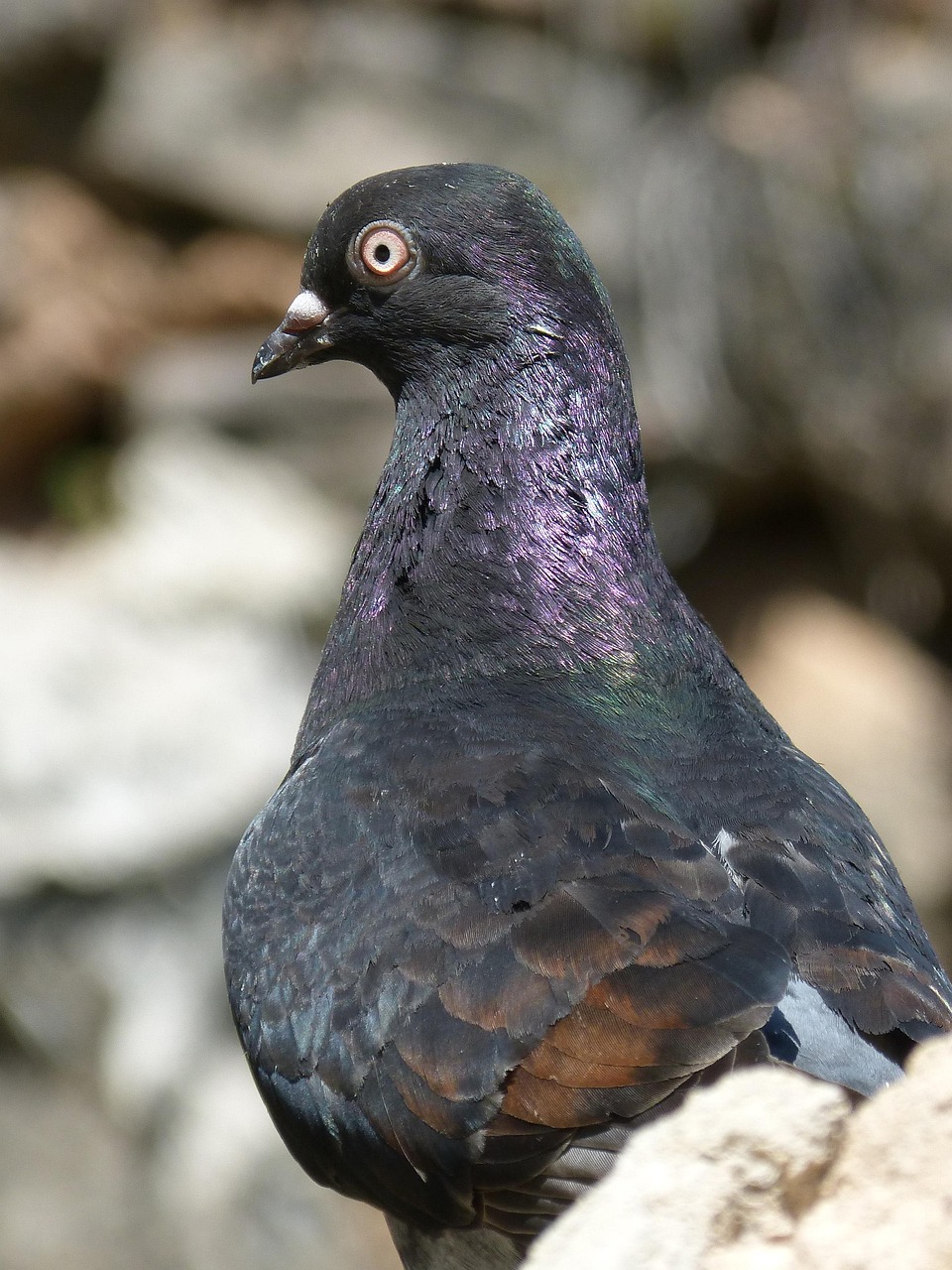 五月赛鸽盛宴,如何轻松查询鸽子脚环成绩及比赛成绩信息