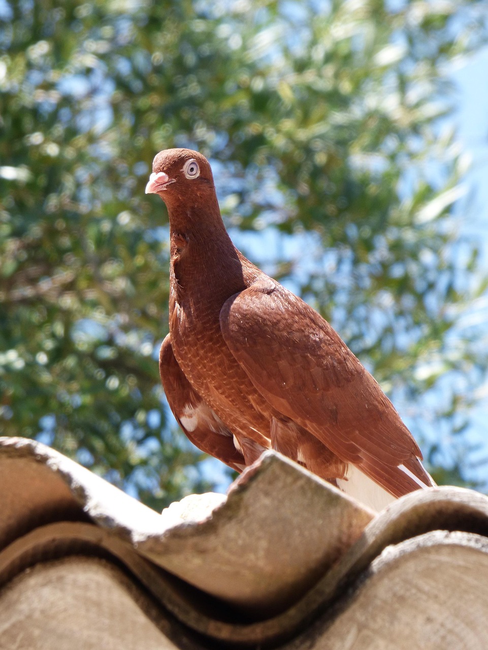 五月赛鸽盛宴,如何轻松查询鸽子脚环成绩及比赛成绩信息